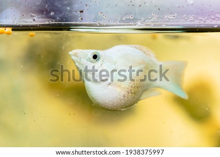 The colorful Oranda goldfish in freshwater aquarium. Carassius auratus is one of the most popular ornamental fish.
