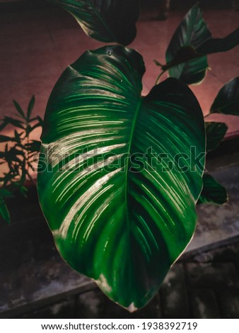 Dark green leaves with very wide size, unique leaf texture with white stripes.