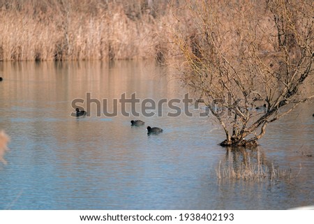 starling coots swim in Cronovilla nature reserve in Parma, Italy. High quality photo