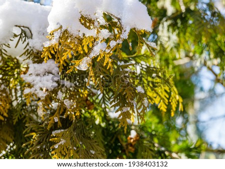 Close-up of beautiful Thuja occidentalis Aurea yellow leaves on brances covered with white fluffy snow. Selective focus. Nature concept for magic theme to New Year and Christmas