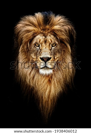 Portrait of a Beautiful lion, lion in dark. Royalty-Free Stock Photo #1938406012
