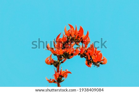Exotic flower butea monosperma or palash flower or flame of the forest or bastard teak on Branch Royalty-Free Stock Photo #1938409084