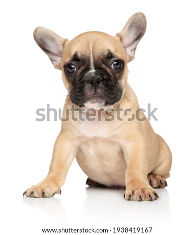 Portrait of a French bulldog puppy on a white background Royalty-Free Stock Photo #1938419167