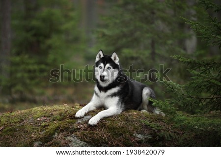 Beautiful Siberian Husky dog with blue eyes in the forest Royalty-Free Stock Photo #1938420079