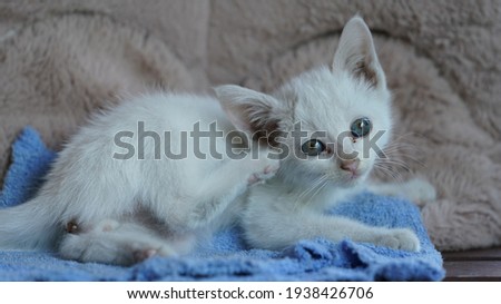 One little cute white cat playing in the room