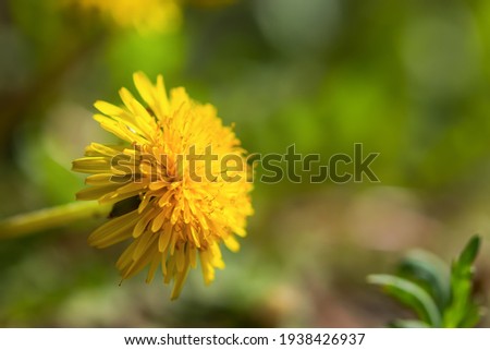 Yellow dandelion close-up bloomed in early spring. Yellow-green warm summer background. Macro flower in selective focus. Colorful natural background for the design of postcards, banners, notebooks.