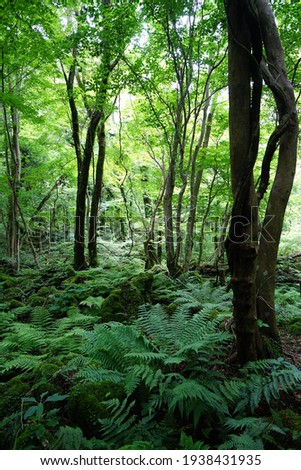 a lively dense forest in springtime Royalty-Free Stock Photo #1938431935