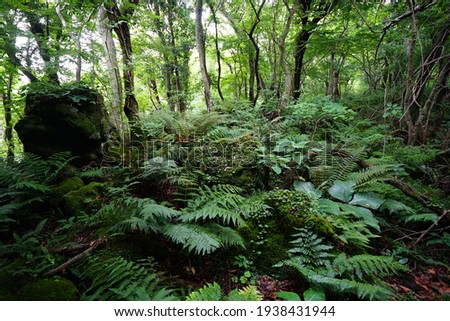 a lively dense forest in springtime Royalty-Free Stock Photo #1938431944