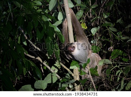 Hoffmann's two-toed sloth is hanging on a branch with his face towards you