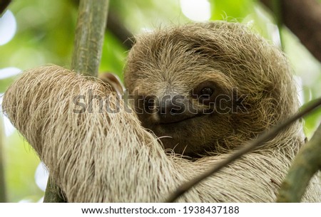 Close-up of a Brown-throated three-toed sloth