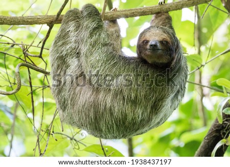 A side view of a Brown-throated three-toed sloth who is hanging on one branch with his face towards you. 