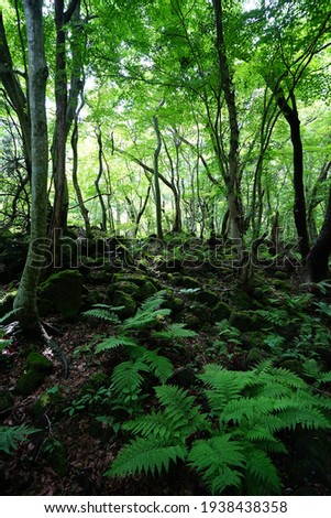 a dense forest with ferns and old trees Royalty-Free Stock Photo #1938438358