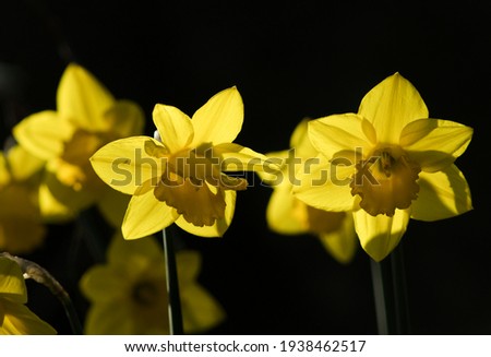 Daffodils are common widespread spring flowers that bring a bright sign that that the seasons are changing. Wild Daffodils are still found in some areas but most are garden cultivars