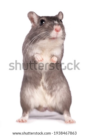 Pet gerbil in a studio isolated on a white background