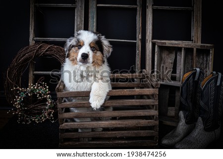 Cute Australian shepherd puppy in vintage wooden box looking at the camera