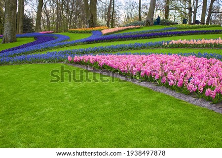 Spring flowers on a green lawn in the park