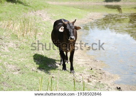 Horned cow walking along summer field and pond of farm outdoors.
