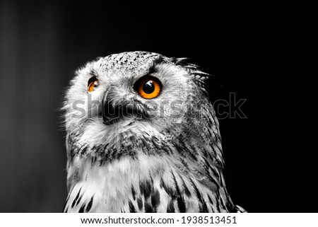 Black and white portrait picture of an  white eagle owl or snow owl - bird isolated on black background - animal portrait with bright, orange eyes - owl or bird wallpaper - owl looking focused 