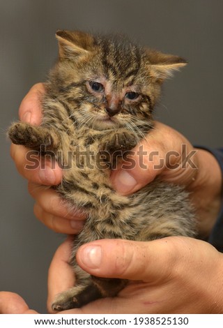 little kitten with sore eyes in the arms at the animal shelter