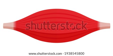 Healthy muscle vector illustration ( red muscle ) Royalty-Free Stock Photo #1938545800