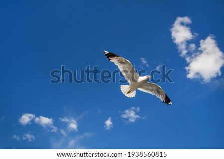 Seagull flying in clear sky at summer day. seagull flying among the clouds Royalty-Free Stock Photo #1938560815