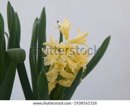 Creamy Yellow Hyacinth , Hyacinthus orientalis - common, Dutch or garden hyacinth