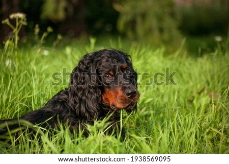 setter gordon of scotland looks at the camera.portrait of a black dog.Cute pets in the glass.Dog close up Royalty-Free Stock Photo #1938569095