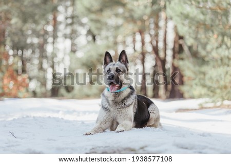 The East European Shepherd dog at the forest