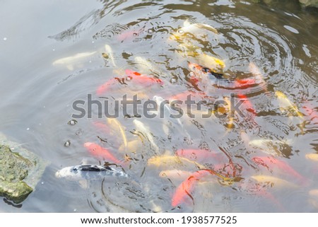 Colorful koi carp swim in the pond