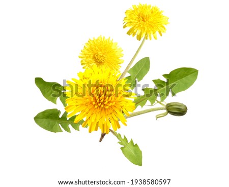 Dandelion flowers, taraxacum officinale - whole plant Royalty-Free Stock Photo #1938580597