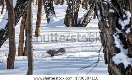 gray squirrel in the winter forest runs through the snow