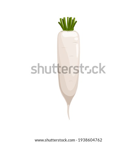 Daikon radish with green stem isolated vegetable root. Vector horseradish rhizome plant, organic spice condiment, realistic 3d horse-radish. White radish, fresh veggie with green stem, organic food Royalty-Free Stock Photo #1938604762