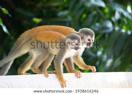 Picture of a Central American squirrel monkey or, also known as red-backed squirrel monkey from the Pacific coast of Costa Rica