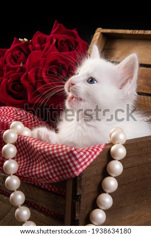 white kitten, white kitten playing inside a wooden box with a red plaid fabric on a wooden table and pearl necklaces, black background, selective focus.