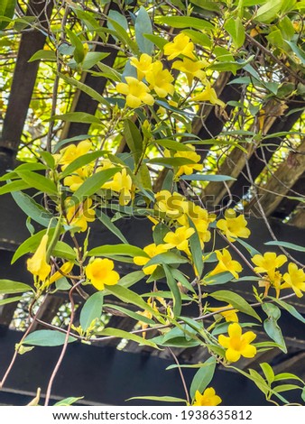 Carolina jessamine (binomial name: Gelsemium sempervirens), also known as yellow jasmine and evening trumpetflower, hanging from a trellis in a small park, Rosemary Beach, Florida, USA, in springtime Royalty-Free Stock Photo #1938635812