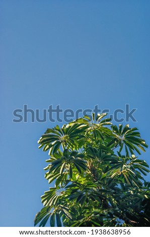 Hawaiian Umbrella Tree with Fresh Leaves .  Profile view of green leaves under turquoise blue skies with copy space.
