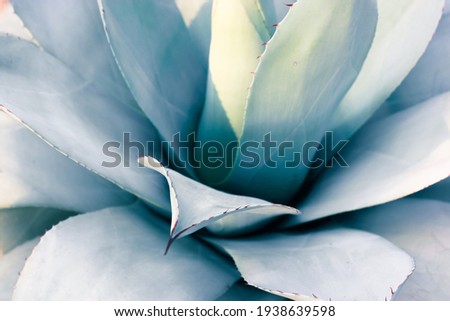 A beautiful giant blue-green agave leaves with thorns, Asparagaceae backgrounds and textures. Exotic plants of Mexico used in pharmacology, making cosmetic products. Cacti and succulents close-up. Royalty-Free Stock Photo #1938639598
