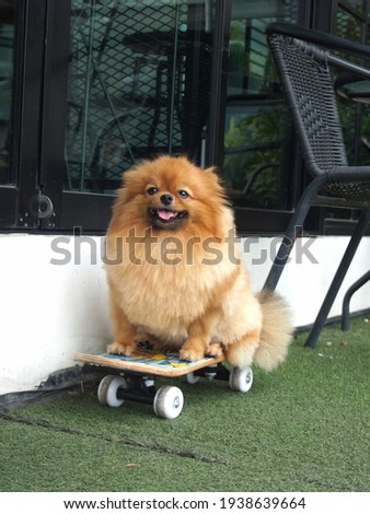 The puppy dog ​​pomeranian breed with skateboards. it​ is a popular sport.