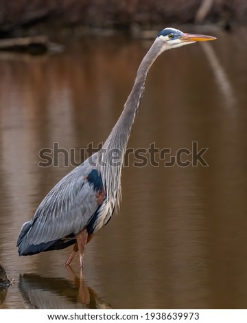 Great Blue Heron on the lake
