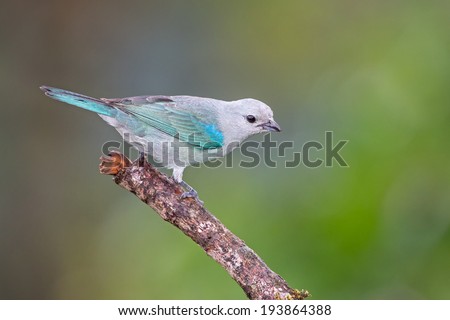 A Blue-grey Tanager on a perch in the Caribbean Rainforest, Costa Rica Royalty-Free Stock Photo #193864388