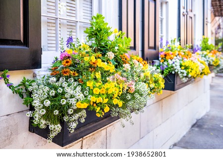 Wall exterior siding house architecture sidewalk and multicolored yellow flowers in planter as decorations in Charleston, South Carolina Royalty-Free Stock Photo #1938652801