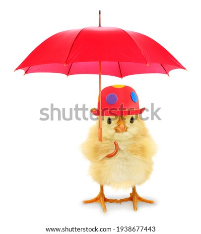 Cute cool chick with red hat and umbrella funny conceptual image