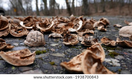 Pile of Walnut Nutshells Left Over by Squirrels after Eating  Royalty-Free Stock Photo #1938700843