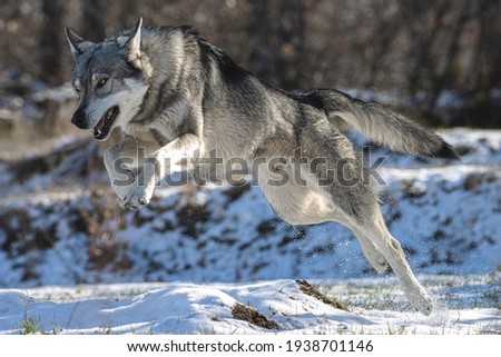 wolf running and jumping on snow
