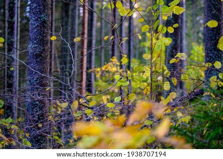abstract autumn colored leaf pettern in nature with blur background and moody colors