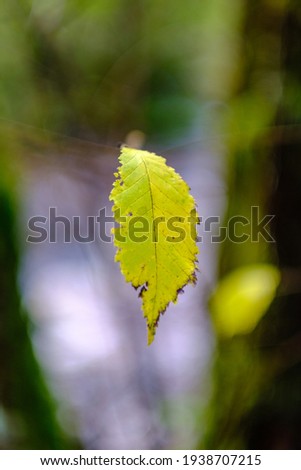 abstract autumn colored leaf pettern in nature with blur background and moody colors