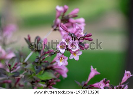 Weigela florida tango cultivated small flowering shrub, purple pink small flowers in bloom and leaves on branches Royalty-Free Stock Photo #1938713200