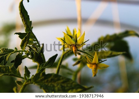 Growing tomatoes in a greenhouse, with beautiful yellow flowers. Picture of a tomato flower in a greenhouse.