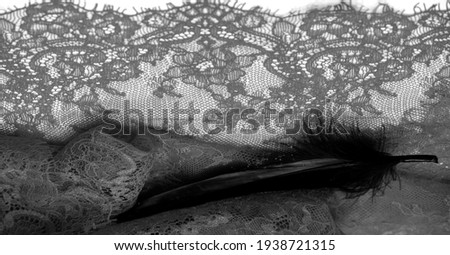 lace fabric. bird feather. lace color pale black on a white background. Texture, pattern. When it's time to choose the right pattern for your needs, you can count on my textures.