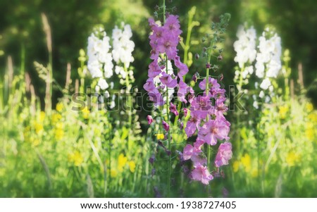 Beautiful meadow field with wild flowers. Spring or summer wildflowers closeup. Health care concept. Rural field.